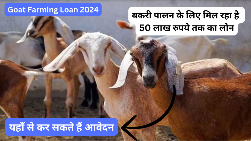 Goat Farming Loan Apply 2024